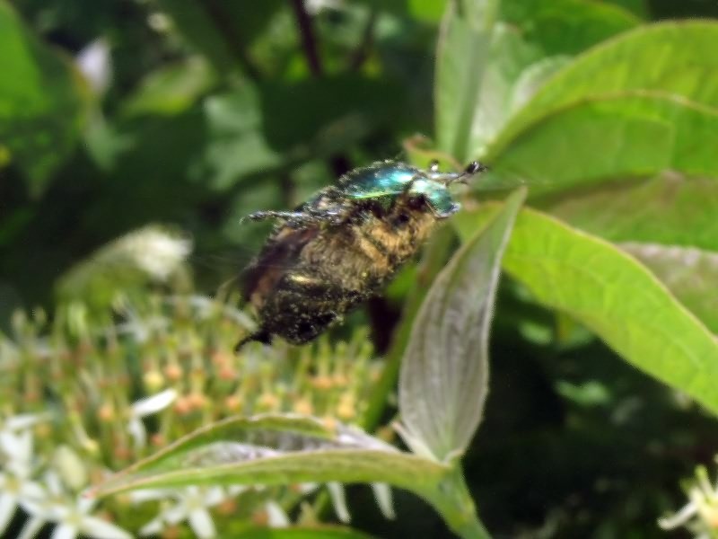Cetonia aurata (Linnaeus, 1761)